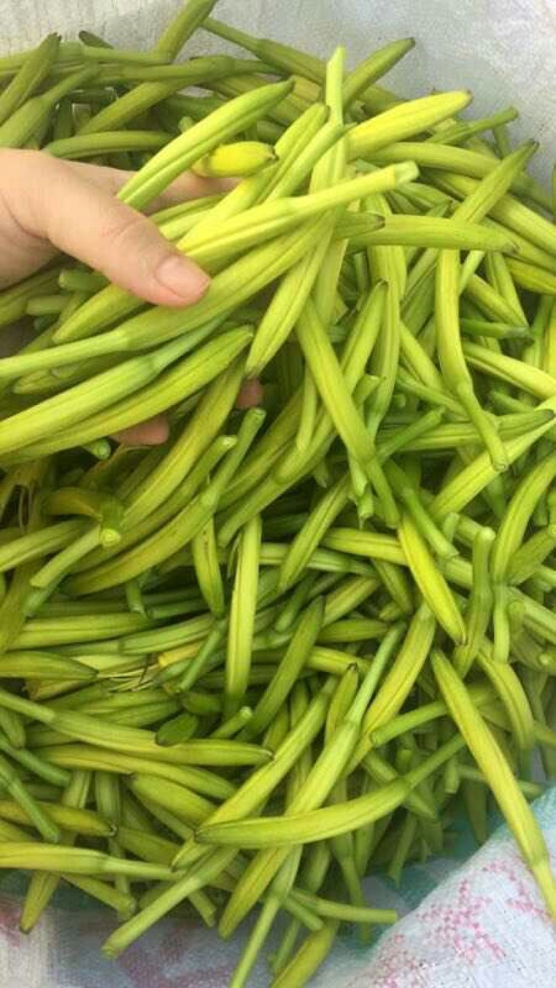 金针菜黄花菜