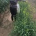 金针菜黄花菜