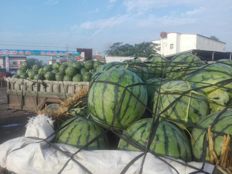 开封沙地西瓜