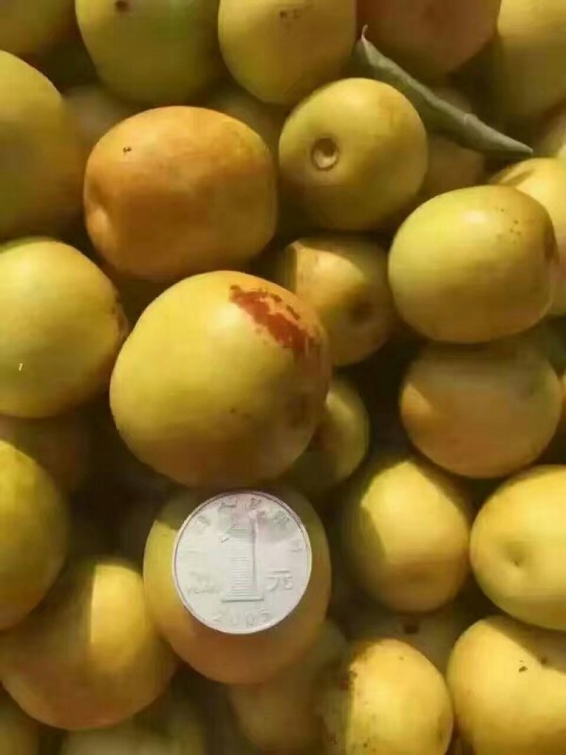 枣树苗冬枣苗，梨枣苗嫁接苗