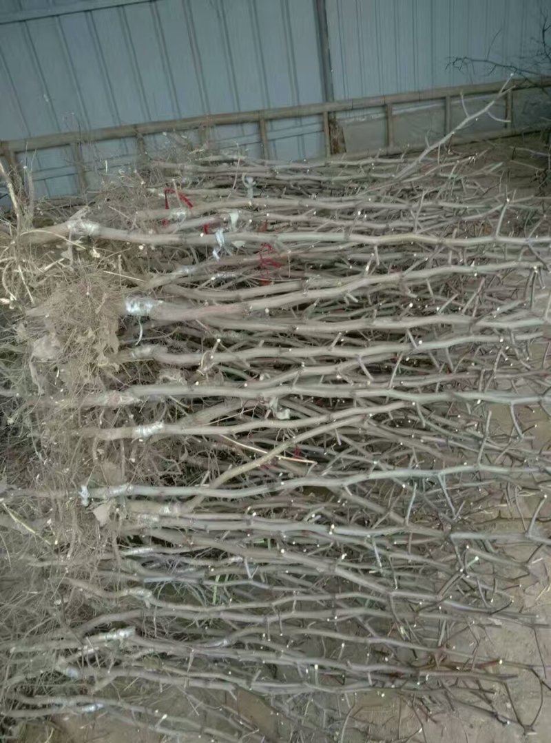 枣树苗冬枣苗，梨枣苗嫁接苗
