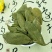 胡秃子叶供应上千种中药材
