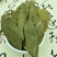 胡秃子叶供应上千种中药材