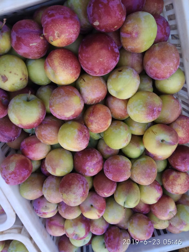 红布林，个大皮红。李中美人！好看爽口！