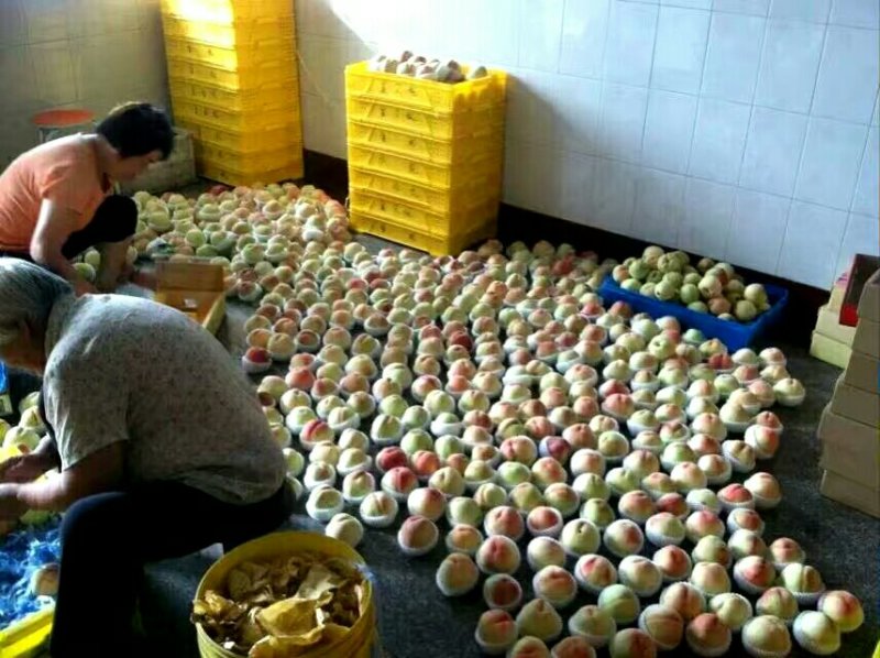 【产地礼盒定制】无锡阳山水蜜桃专业供应商超批发