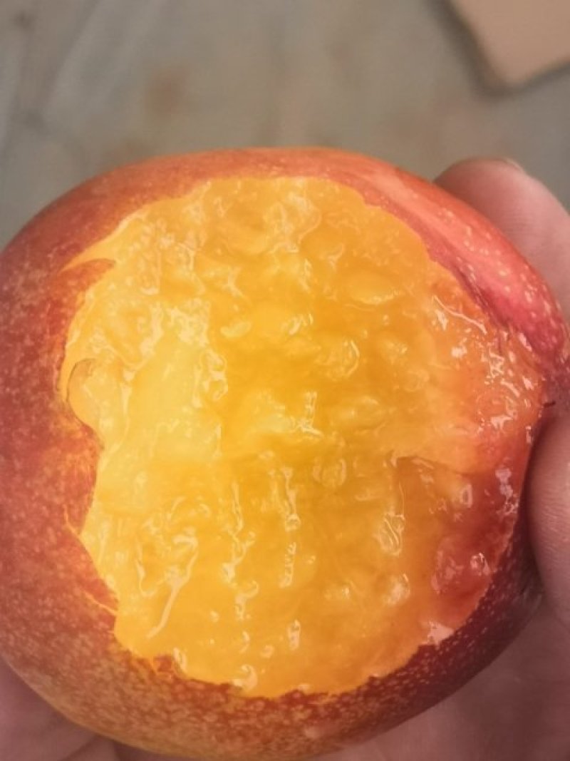 砀山油桃