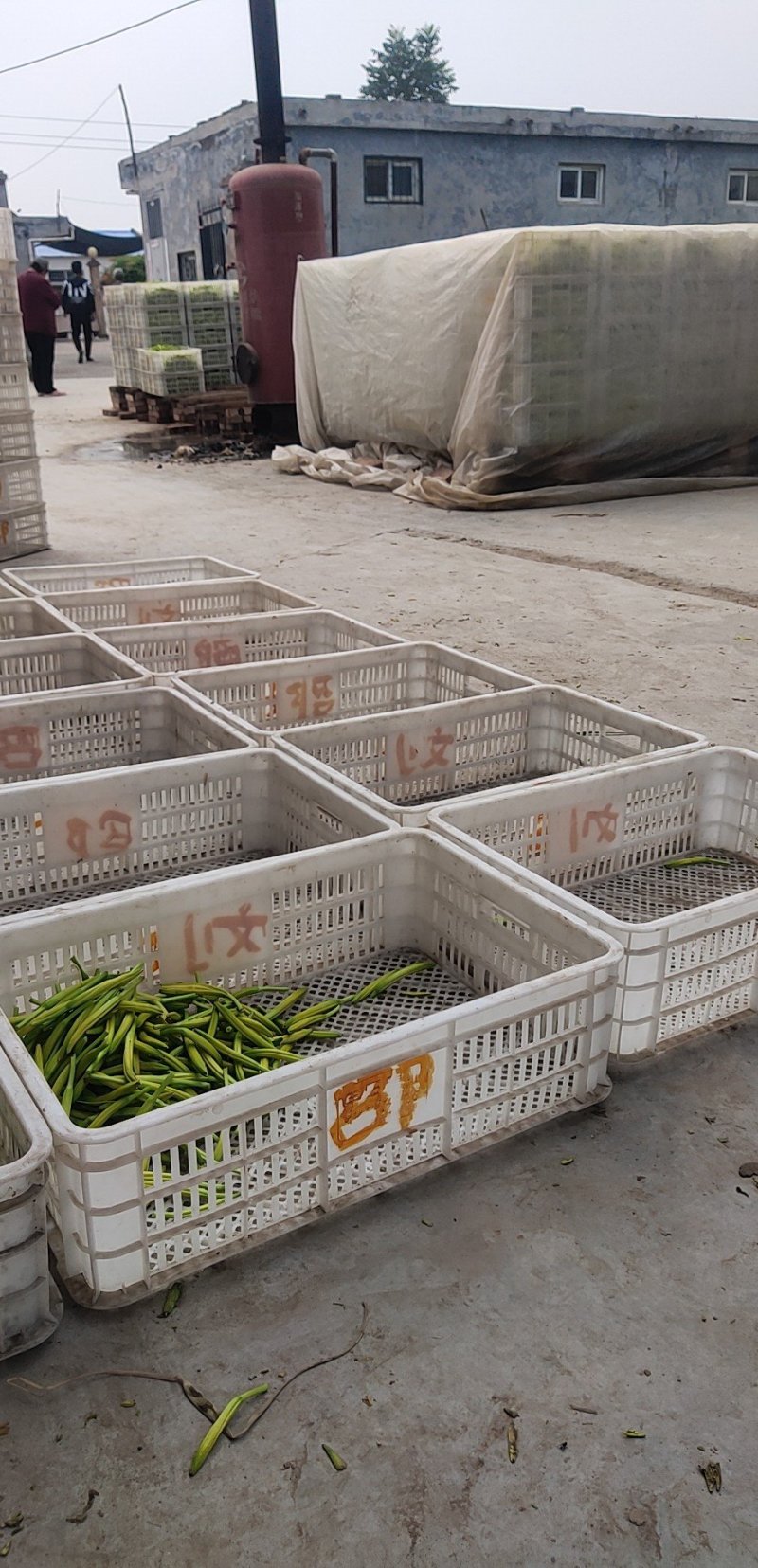 黄花菜陕西大荔直条菜无硫95干原产地直发