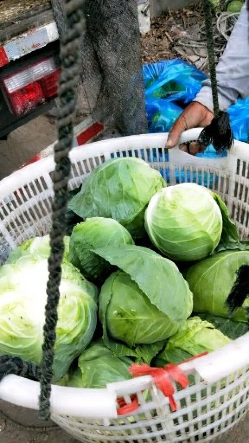 精品甘蓝大量上市保质保量