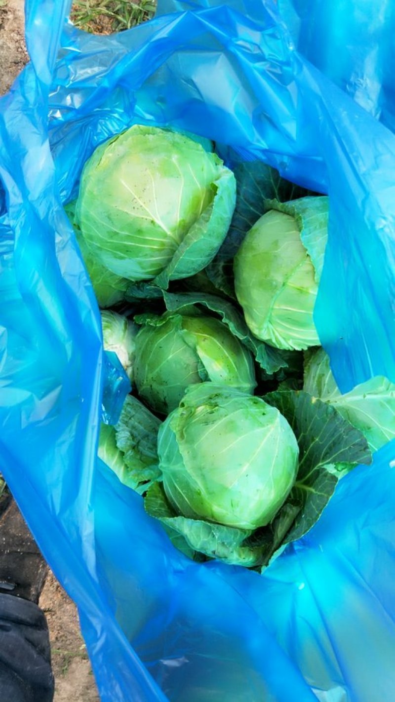 精品甘蓝大量上市保质保量