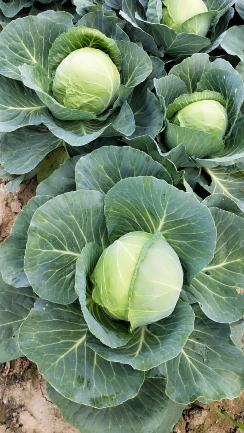 精品甘蓝大量上市保质保量