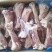 牛小腿乳牛棒骨！小牛腿一件40斤25个左右适合酒店加工厂