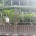 金煌芒果苗，正品嫁接苗，果大，果肉香甜，果核很扁