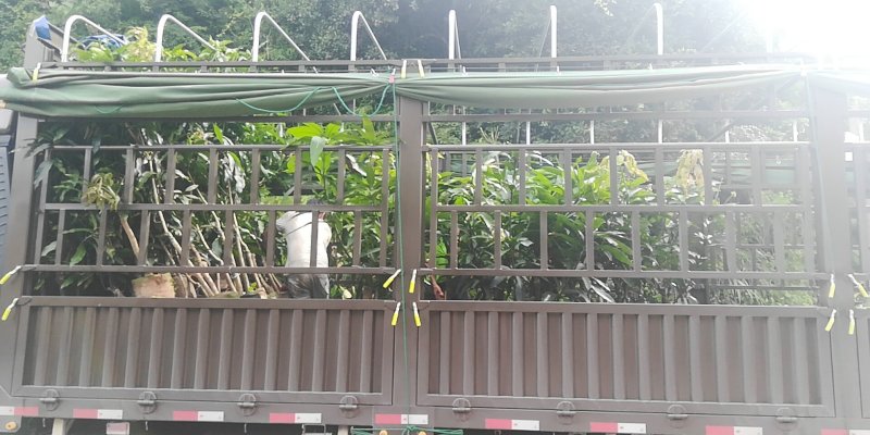 金煌芒果苗，正品嫁接苗，果大，果肉香甜，果核很扁