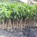 金煌芒果苗，正品嫁接苗，果大，果肉香甜，果核很扁