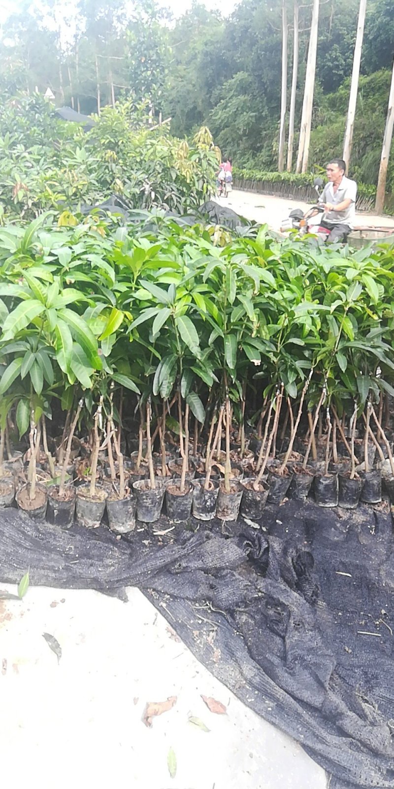 金煌芒果苗，正品嫁接苗，果大，果肉香甜，果核很扁