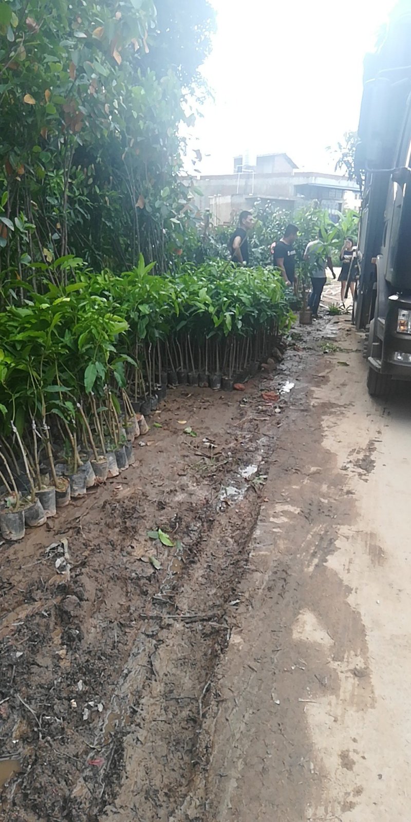 金煌芒果苗，正品嫁接苗，果大，果肉香甜，果核很扁
