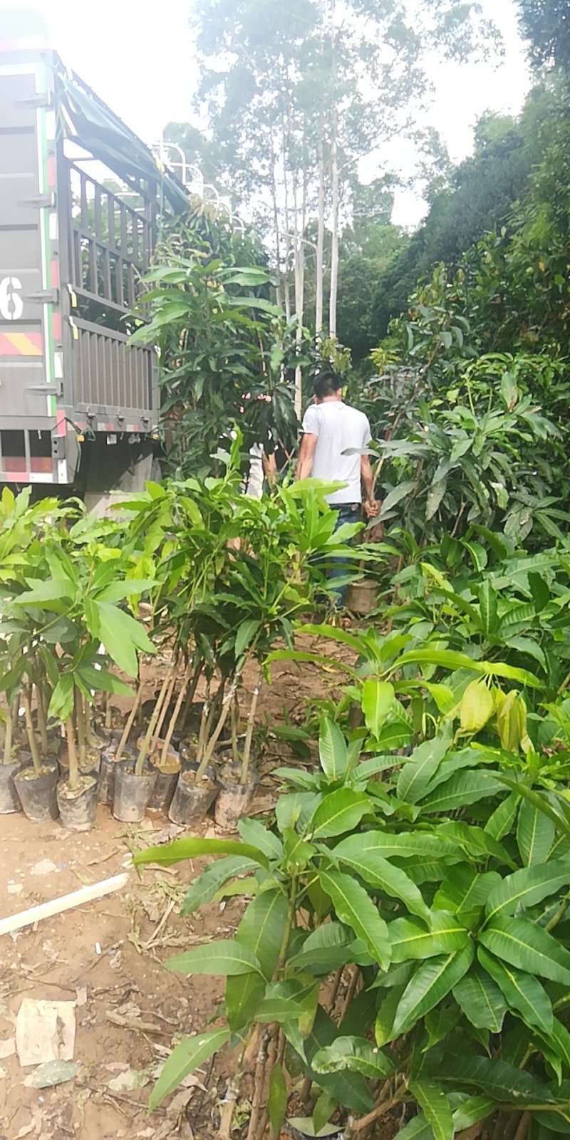 金煌芒果苗，正品嫁接苗，果大，果肉香甜，果核很扁
