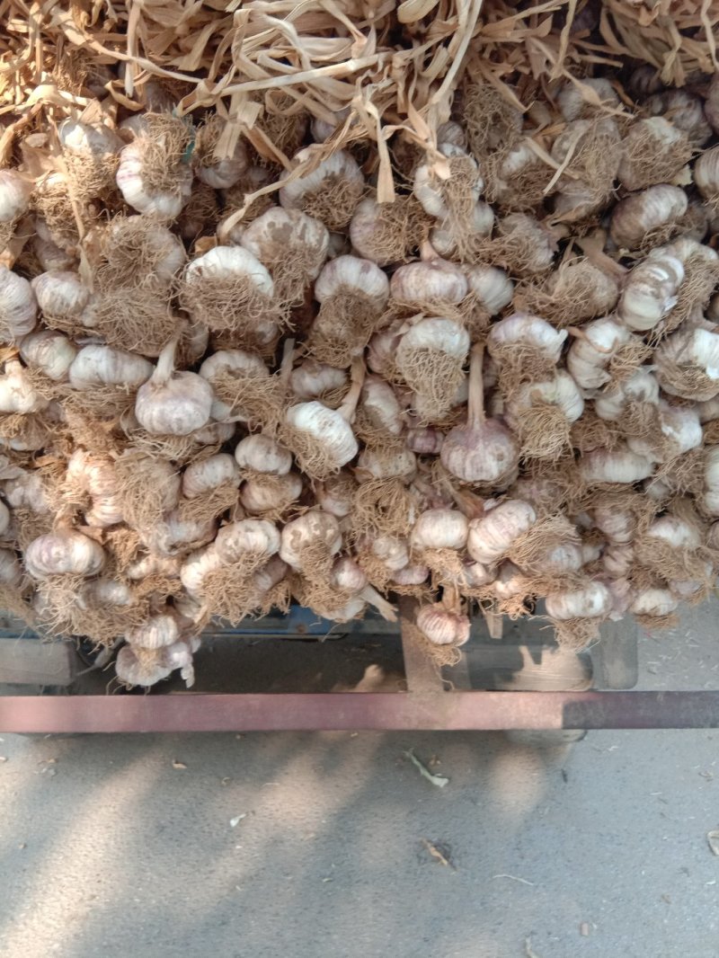 大蒜紫红皮大蒜可做蒜种！优质大蒜杂交品种正宗杂交品种