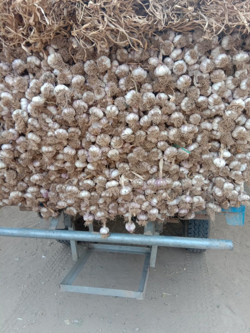 大蒜紫红皮大蒜可做蒜种！优质大蒜杂交品种正宗杂交品种