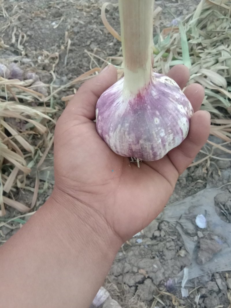 大蒜紫红皮大蒜可做蒜种！优质大蒜杂交品种正宗杂交品种