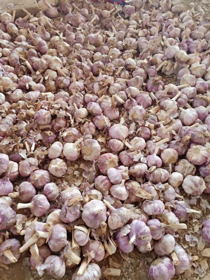 大蒜紫红皮大蒜可做蒜种！优质大蒜杂交品种正宗杂交品种