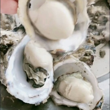 牡蛎