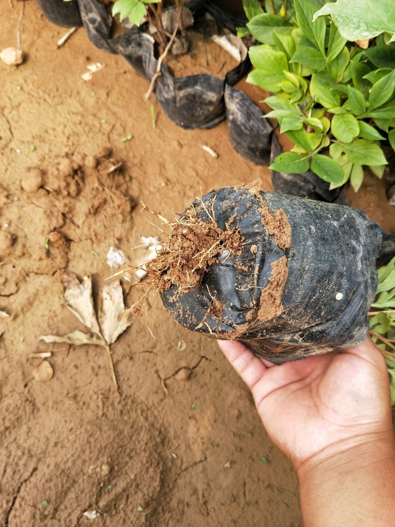 芍药优质芍药苗工程苗产地直供欢迎实地看货