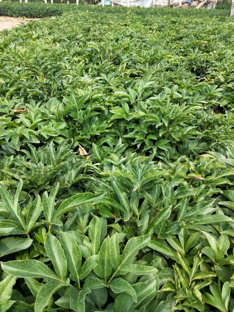 芍药优质芍药苗工程苗产地直供欢迎实地看货