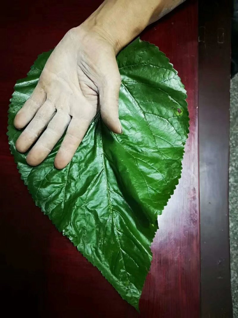 养蚕桑树苗嫁接大叶桑树苗饲料桑蛋白桑栽上秋季可以养蚕