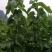 养蚕桑树苗嫁接大叶桑树苗饲料桑蛋白桑栽上秋季可以养蚕