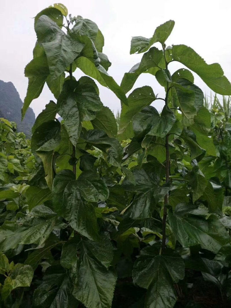 养蚕桑树苗嫁接大叶桑树苗饲料桑蛋白桑栽上秋季可以养蚕