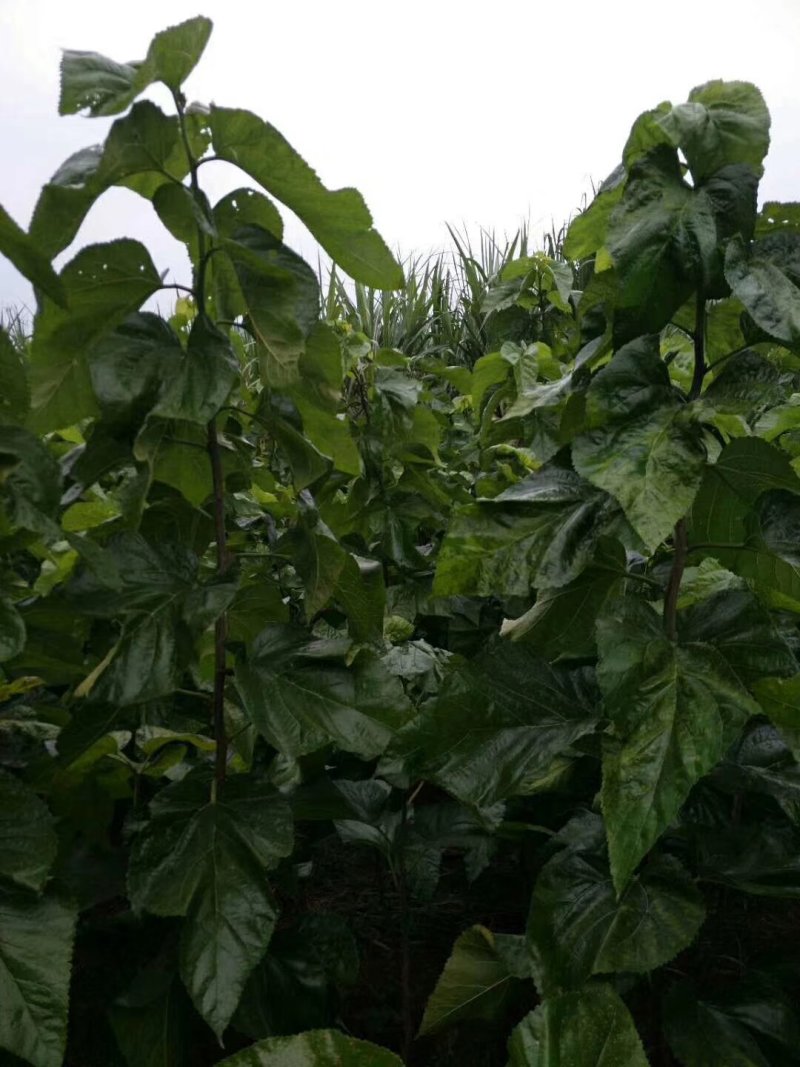 养蚕桑树苗嫁接大叶桑树苗饲料桑蛋白桑栽上秋季可以养蚕