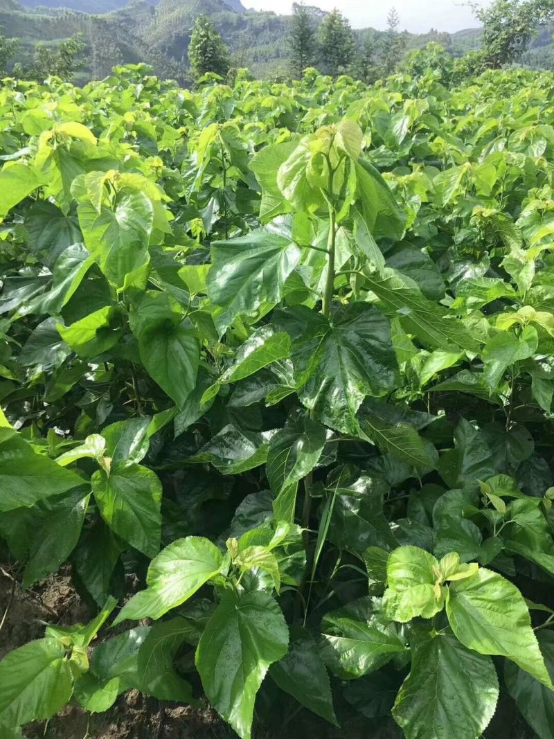 养蚕桑树苗嫁接大叶桑树苗饲料桑蛋白桑栽上秋季可以养蚕