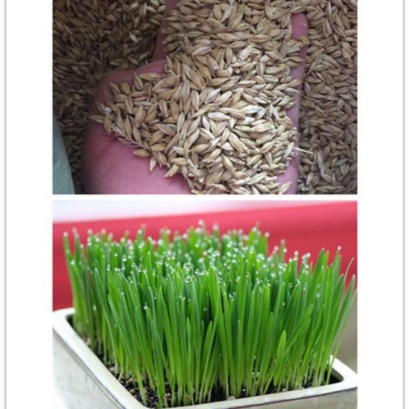 猫草大麦种子饲料大麦牧草种子