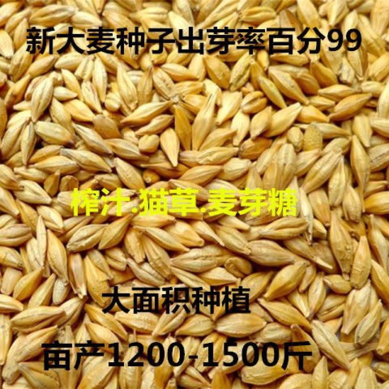 猫草大麦种子饲料大麦牧草种子