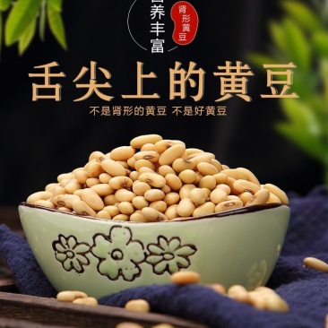 山西肾型黄豆原始品种