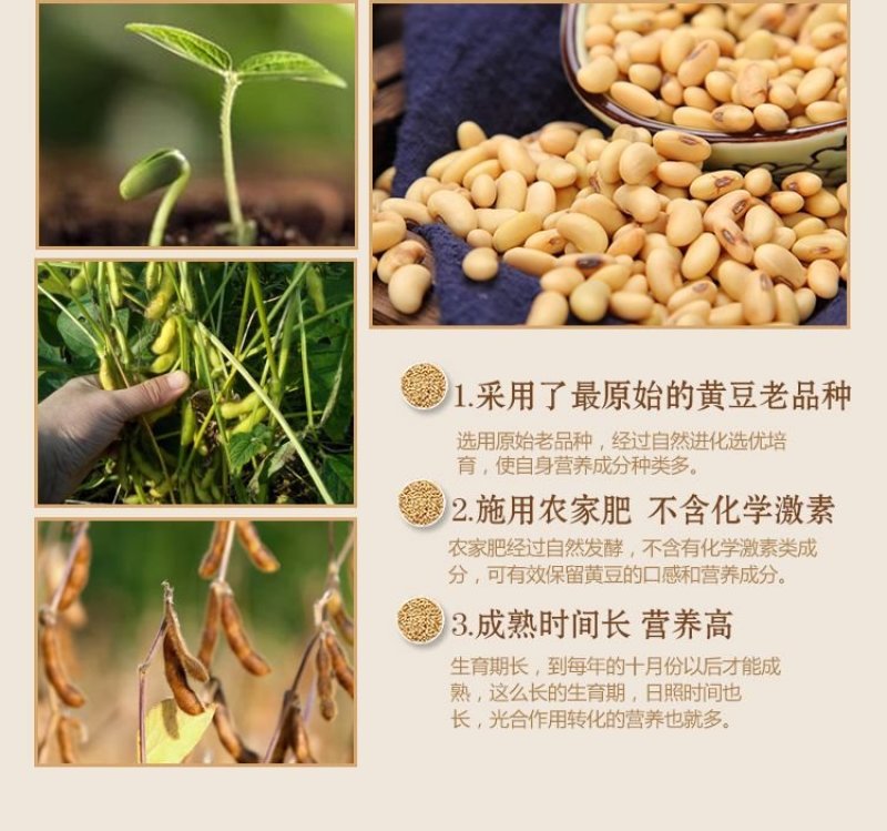 山西肾型黄豆原始品种