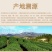 山西肾型黄豆原始品种