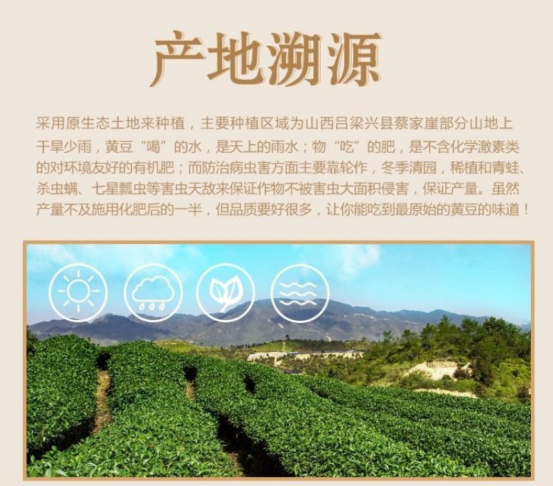 山西肾型黄豆原始品种