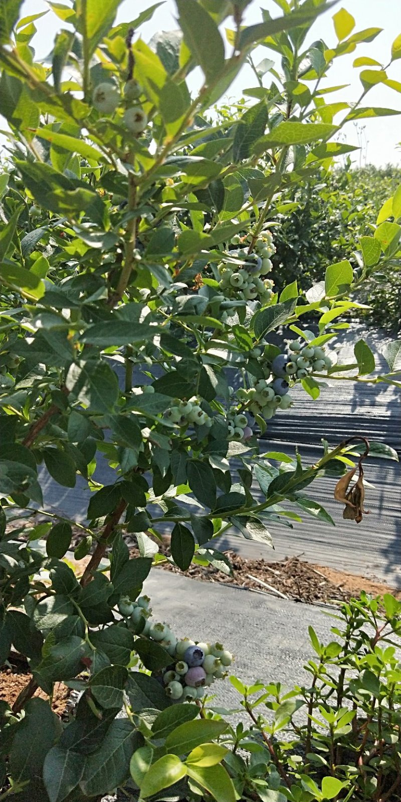 蓝莓下树了