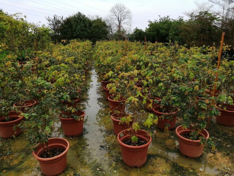 四季嘉宝果苗1-4年苗当年结果树广州发货规格多样