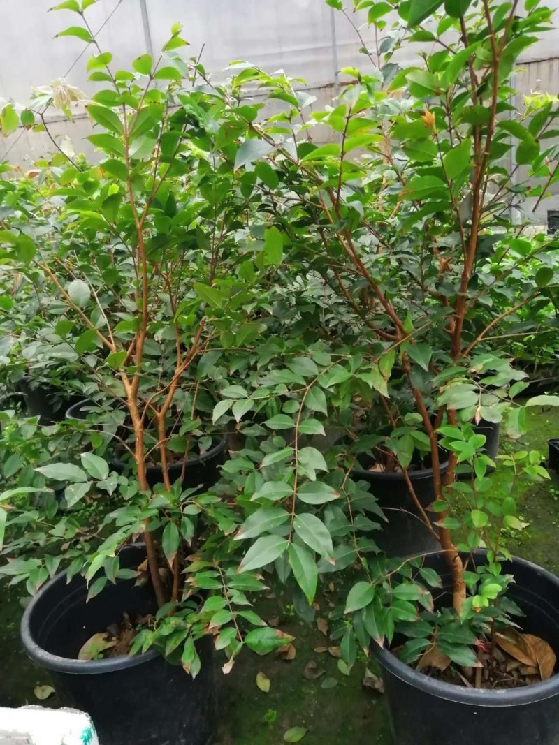 四季嘉宝果苗1-4年苗当年结果树广州发货规格多样