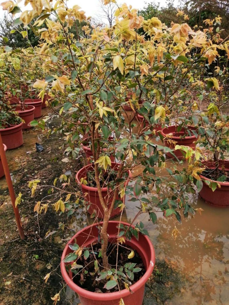 四季嘉宝果苗1-4年苗当年结果树广州发货规格多样