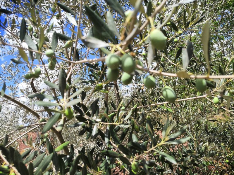 有好货：2350亩油橄榄基地转让，水电路房齐全，可以分转