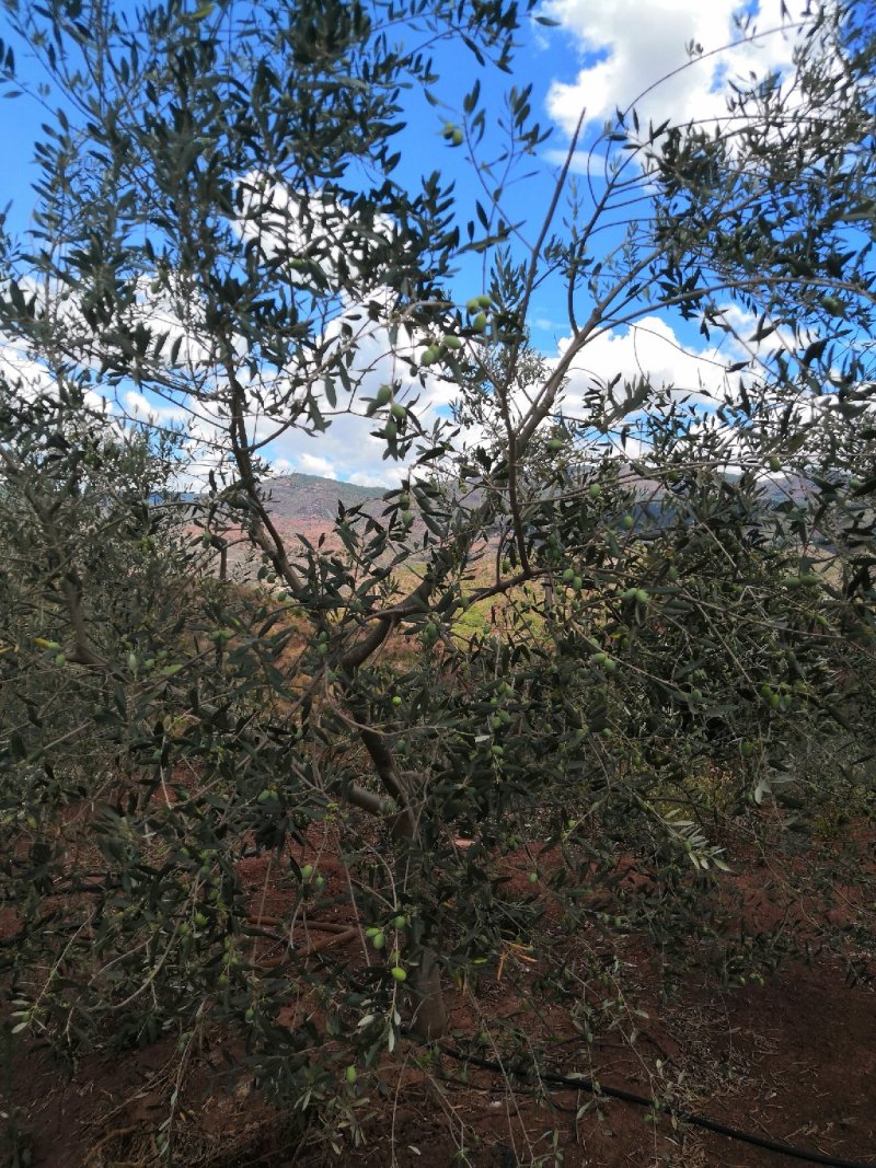 有好货：2350亩油橄榄基地转让，水电路房齐全，可以分转
