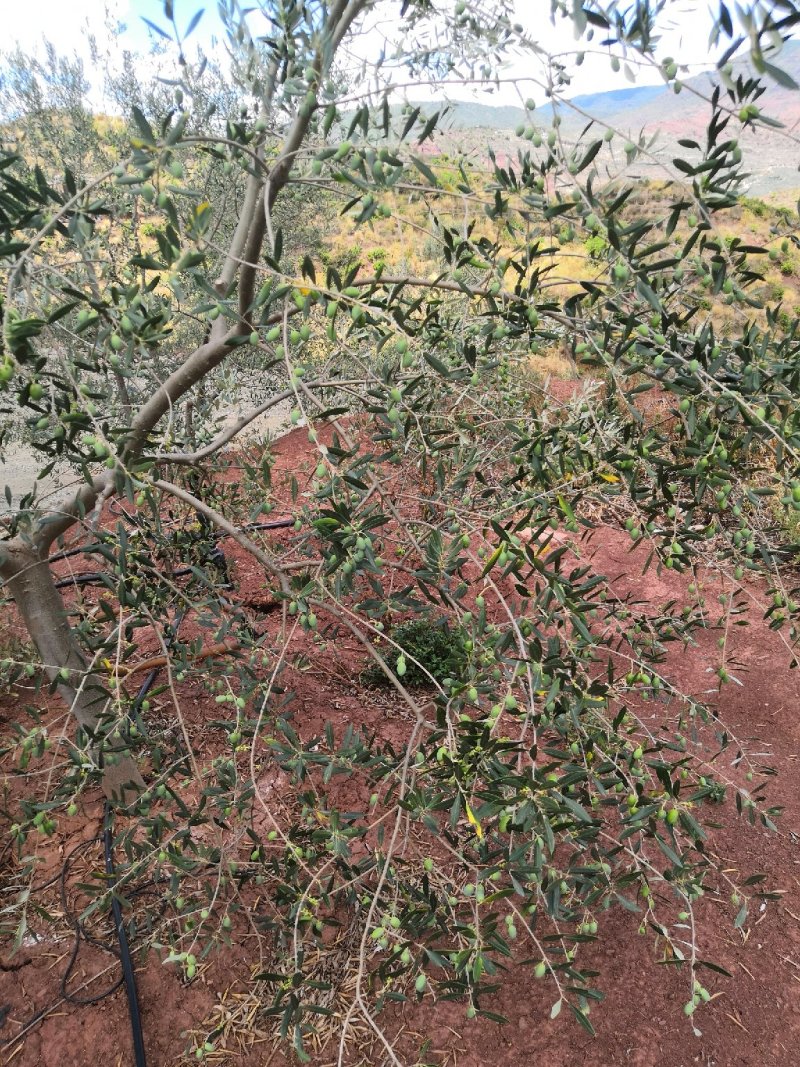 有好货：2350亩油橄榄基地转让，水电路房齐全，可以分转