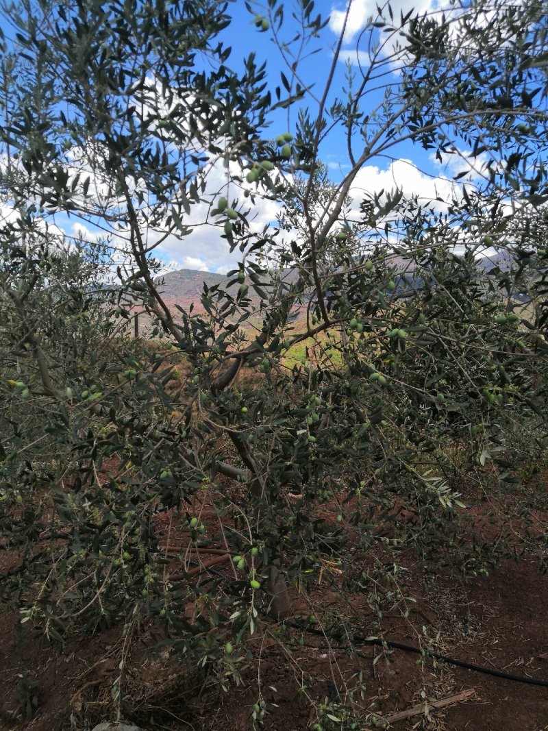 有好货：2350亩油橄榄基地转让，水电路房齐全，可以分转