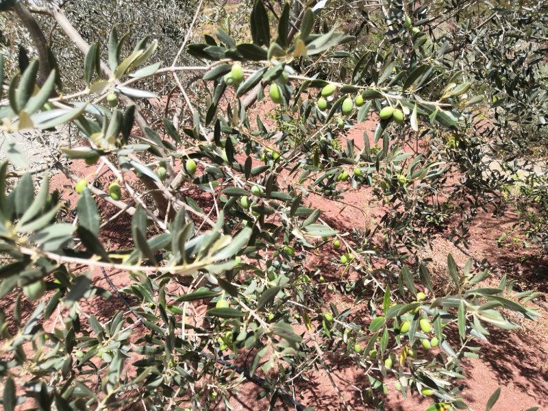 有好货：2350亩油橄榄基地转让，水电路房齐全，可以分转