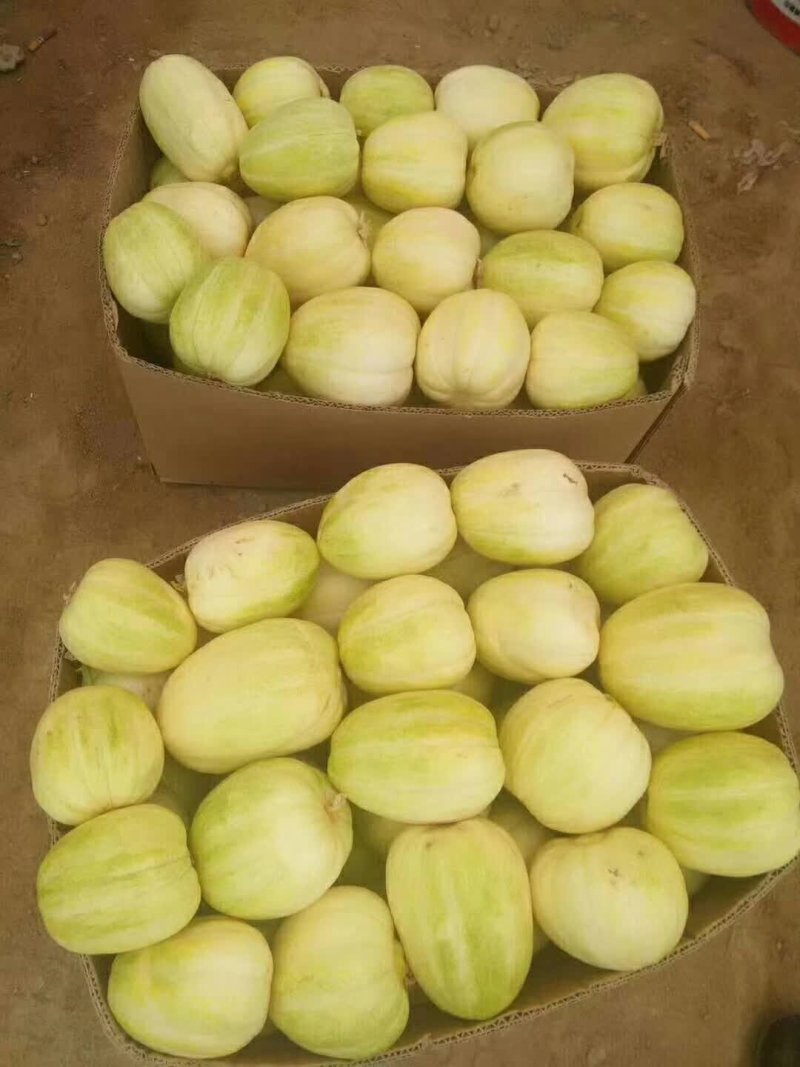 供应忻州明地精品优质开园甜瓜