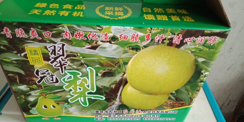 翠冠梨，无公害精品翠冠梨，自然生长无袋果。自产自销。